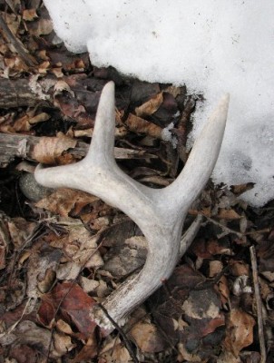 2011 Shed Hunting