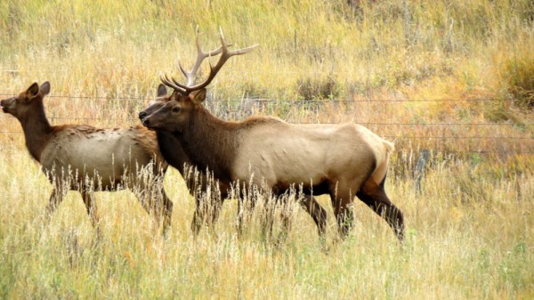 Whitetail, Mule Deer, and Antelope Photos