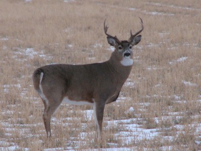 Whitetail, Mule Deer, and Antelope Photos