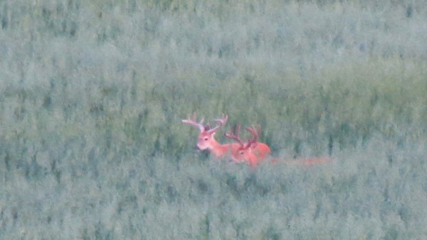 Early Season Montana Whitetail Deer