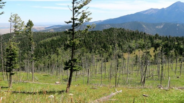 New Elk Hunting Leases