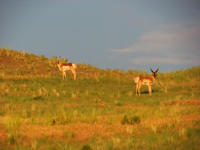 2013 Montana Antelope Hunting 1