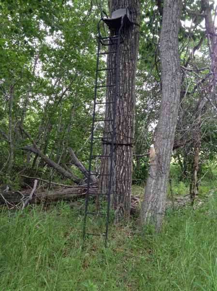 Treestand Gallery