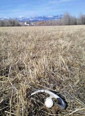 2011 Shed Hunting