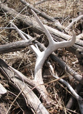 2011 Shed Hunting