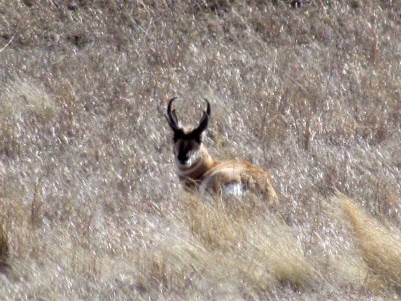 2015 Spring In Montana