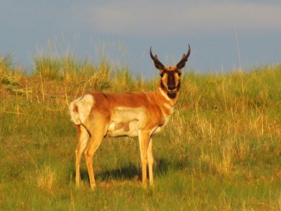 2013 Montana Antelope Hunting 2