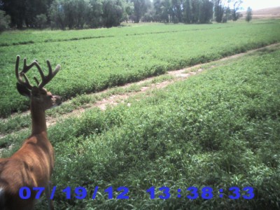 2012 Pre Season Trail Camera