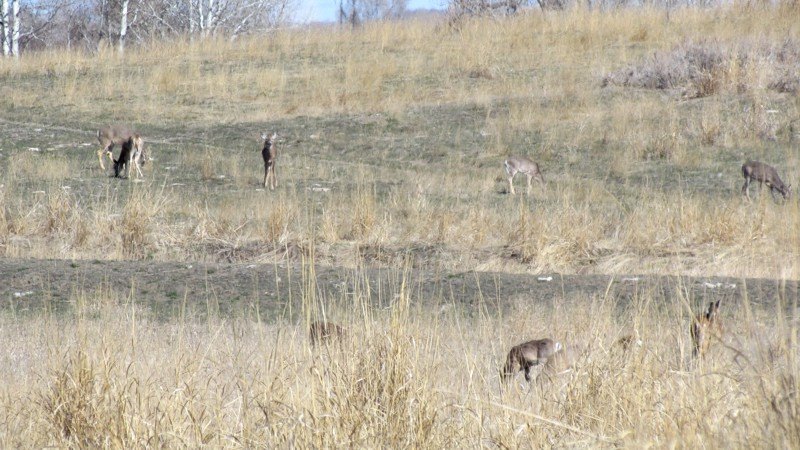 2015 Spring In Montana