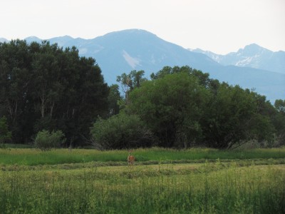 2013 Montana Whitetail Deer Hunting
