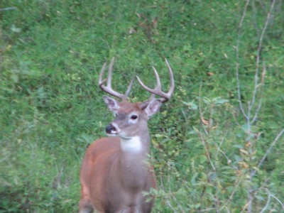 Whitetail, Mule Deer, and Antelope Photos