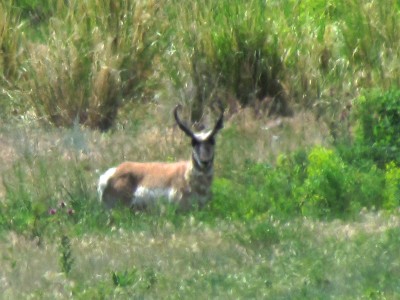 2013 Montana Antelope Hunting 3