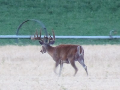 Whitetail, Mule Deer, and Antelope Photos