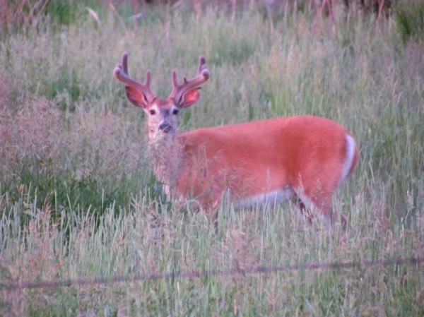 Whitetail, Mule Deer, and Antelope Photos