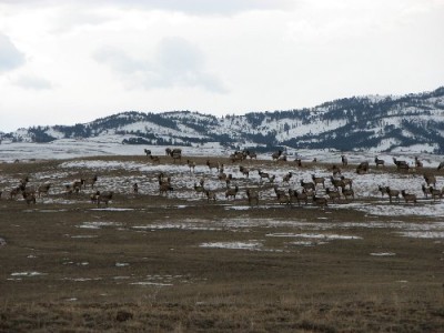 Montana Elk 1