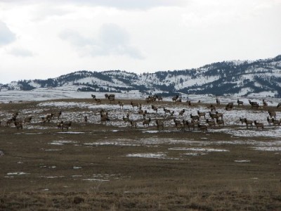 2011 Shed Hunting