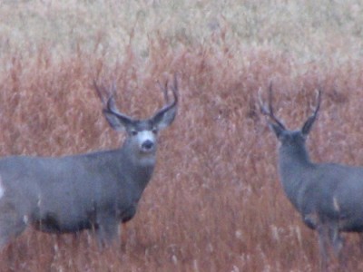 Whitetail, Mule Deer, and Antelope Photos