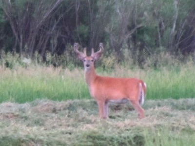 2013 Montana Whitetail Deer Hunting 1