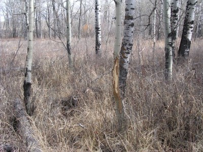 Deer Sign, & River Bottom Photos