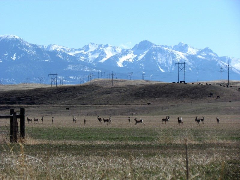 2015 Spring In Montana