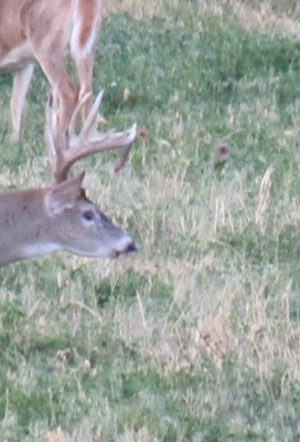 Whitetail, Mule Deer, and Antelope Photos