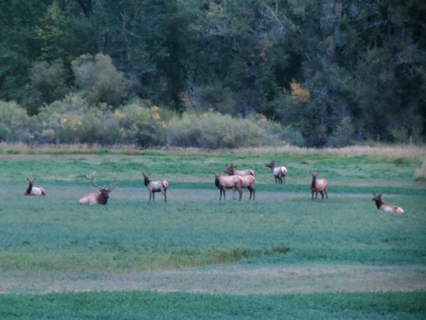 Montana Guided Archery Elk Hunting Trips