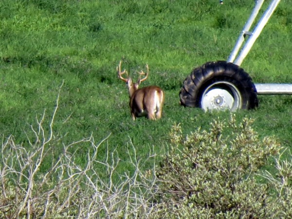 Whitetail, Mule Deer, and Antelope Photos