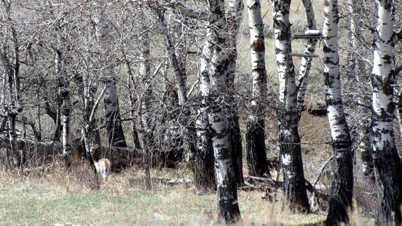 2015 Spring In Montana