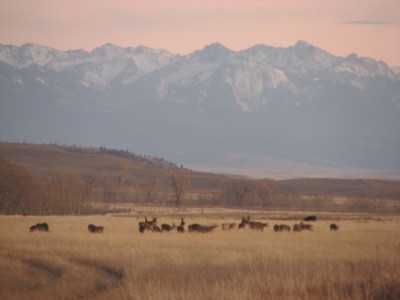 Whitetail, Mule Deer, and Antelope Photos