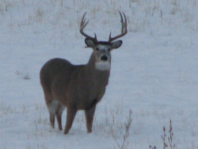 Whitetail, Mule Deer, and Antelope Photos