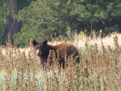 Whitetail, Mule Deer, and Antelope Photos