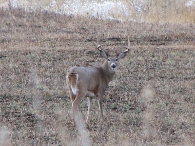 Whitetail, Mule Deer, and Antelope Photos