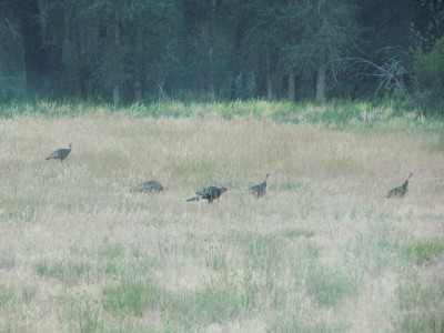2013 Montana Merriam Turkeys