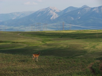 2013 Montana Whitetails 8