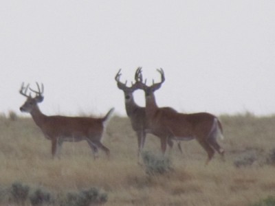 Montana Whitetail Deer 1