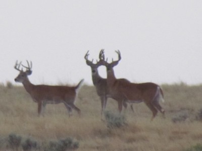 Whitetail, Mule Deer, and Antelope Photos