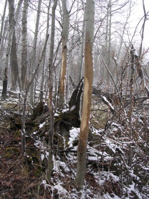 Deer Sign, & River Bottom Photos