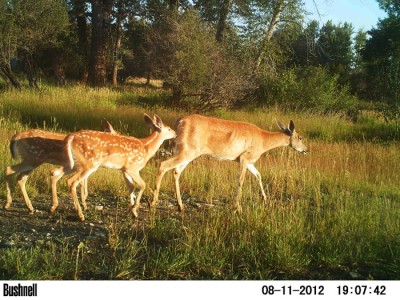 2012 Pre Season Trail Camera