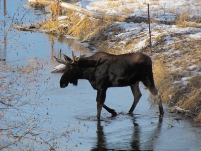 Whitetail, Mule Deer, and Antelope Photos