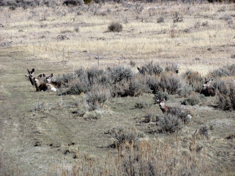 2015 Spring In Montana