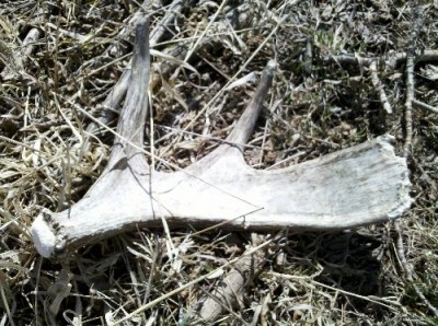 2011 Shed Hunting