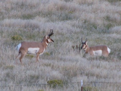 Whitetail, Mule Deer, and Antelope Photos