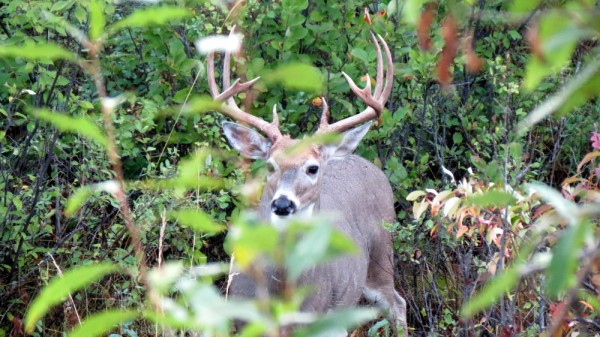 Whitetail, Mule Deer, and Antelope Photos