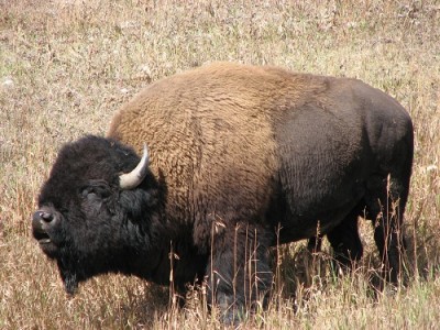 Yellowstone Park Photos