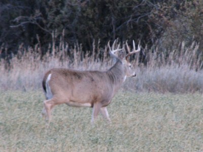 Whitetail, Mule Deer, and Antelope Photos