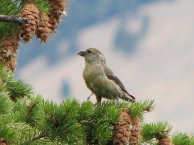 Yellowstone Finch
