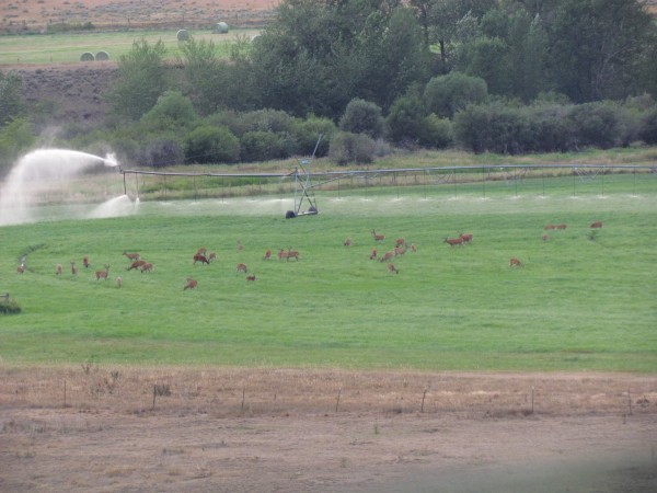 Whitetail, Mule Deer, and Antelope Photos