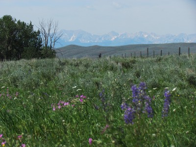 2013 Montana Whitetails 2