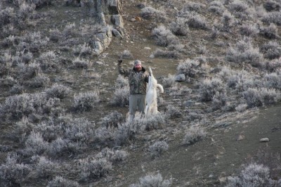 Montana Coyote Hunts