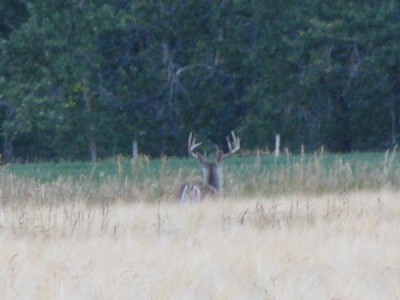 Whitetail, Mule Deer, and Antelope Photos